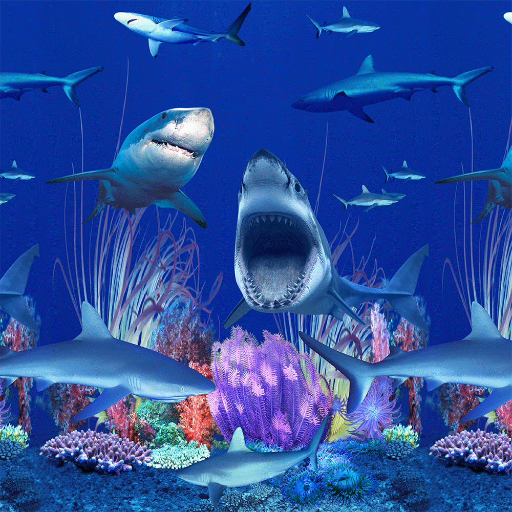 Shark Nation - Oval - Beaded